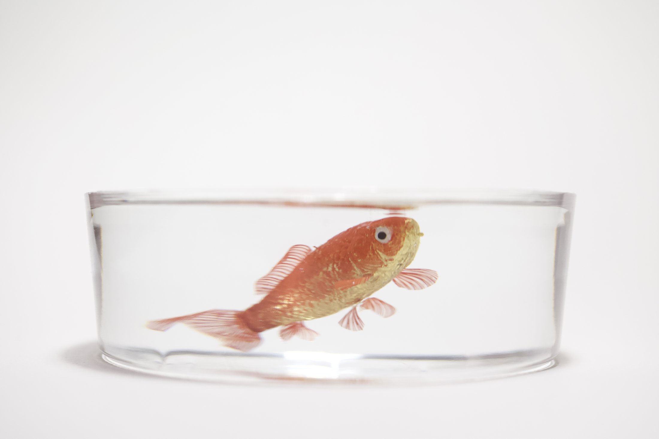 鋳金で制作した金魚作品 — 白い器に展示 | 河﨑海斗
